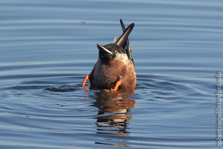 emily renzel wetlands